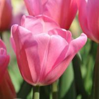 Тюльпан Мистресс (Mistress), 5 шт (разбор 11/12)