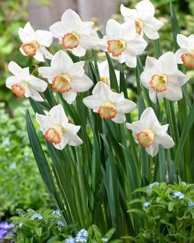 Нарцисс Пижама Пати (Pyjama Party), 5 шт (разбор 12/14) - картинка 3