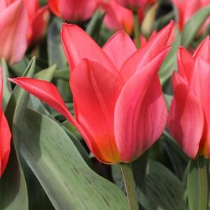 Тюльпан Торонто (Toronto), 25 шт (разбор 11/12) - картинка 3