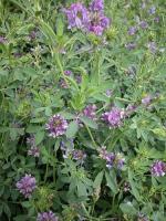 Газон Люцерна