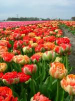 Тюльпан Гудошник Дабл (Gudoshnik Double), 10 шт (разбор 12/14)