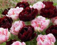 Тюльпан Дабл Контраст смесь (Double Contrast - Finola/Uncle Tom), 15 шт