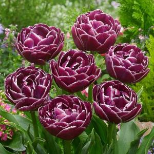 Тюльпан Дрим Тач (Dream Touch), 5 шт (разбор 12/14) - картинка 2