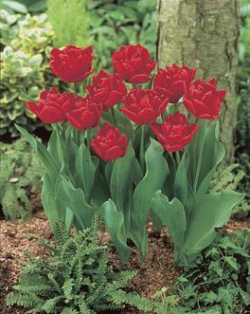 Тюльпан Ларго (Largo), 10 шт (разбор 11/12) - картинка 3