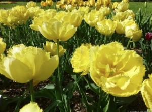 Тюльпан Лемон Шут (Lemon Shoot), 10 шт (разбор 12/14) - картинка 3
