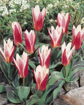 Тюльпан Хатс Делайт (Hearts Delight), 10 шт (разбор 11/12) - картинка 2