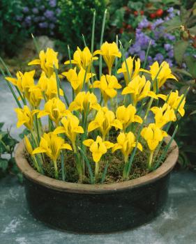 Ирис Данфорда (Iris danfordiae), 20 шт (разбор 6/7) - картинка 1