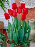 Тюльпан Апельдорн (Apeldoorn), 25 шт