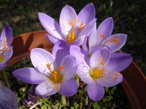 Крокус Специосус Конкерор (Crocus speciosus Conqueror), 20 шт (разбор 5/7) - картинка 3