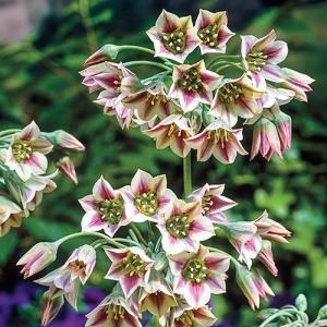 Аллиум Болгарский (Nectaroscordum siculum), 5 шт (разбор 10/11) - картинка 1
