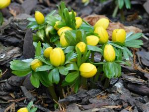 Эрантис Хиемелис (зимующий) (Eranthis hyemalis), 15 шт (разбор 4/5) - картинка 1