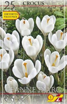Крокус Жанна д`Арк (Jeanne d'Arc), 5 шт (разбор 8/9) - картинка 2