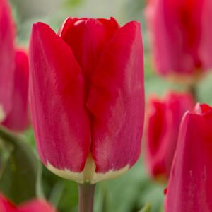 Тюльпан Фостери Кинг (Fostery King), 5 шт (разбор 11/12) - картинка 4