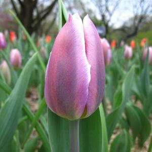 Тюльпан Синаеда Блю (Synaeda Blue), 10 шт (разбор 12/14) - картинка 4