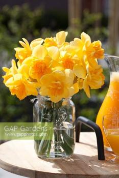 Нарцисс Оранж Джус (Orange Juice), 5 шт (разбор 12/14) - картинка 3