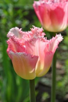 Тюльпан Изюми (Izumi), 10 шт (разбор 12/14) - картинка 2