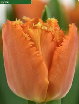 Тюльпан Оген (Ogene), 10 шт (разбор 12/14) - картинка 2